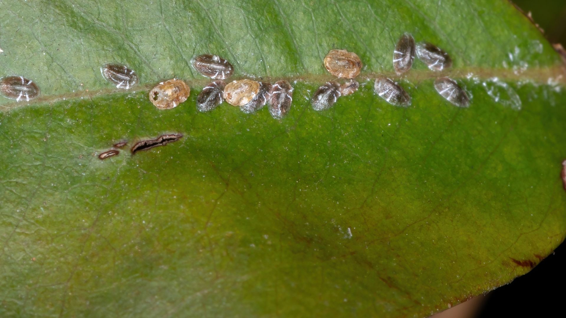 Fikuso SOS - Kodėl jis meta lapus? Interviu su LAIMA iš augalai1.lt apie ligas ir kenkėjus Fikuso SOS - Kodėl jis meta lapus? Interviu su LAIMA iš augalai1.lt apie ligas ir kenkėjus