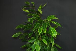 Ficus Benjamina
