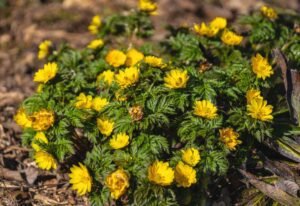 Adonis (Adonis)