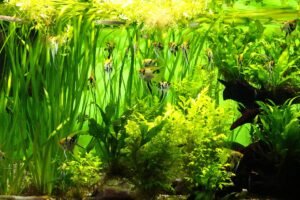 Akvariumo augalai