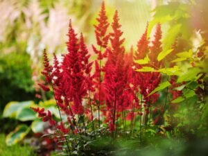 Astilbe (Astilbe)