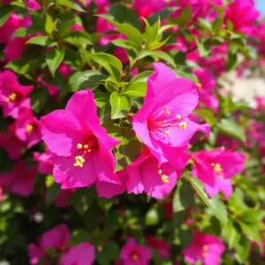 Bugenvilija (Bougainvillea)