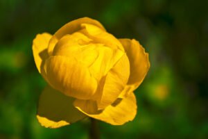 Burbulis (Trollius)