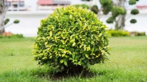 Fikusas (Ficus)