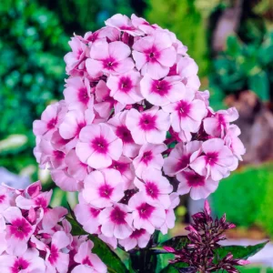 Flioksas (Phlox)