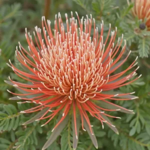 Gaismis (Leucospermum)
