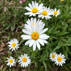 Gludas (Coreopsis)
