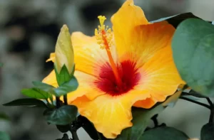 Dažniausiai kambariuose auginama iš Pietų Kinijos kilusi gražiažiedė kinrožė - H. rosa sinensis L.- gražiais, piltuvėlio pavidalo, dažnai pilnaviduriais žiedais ir blizgančiais, dantytais lapais krūmelis.