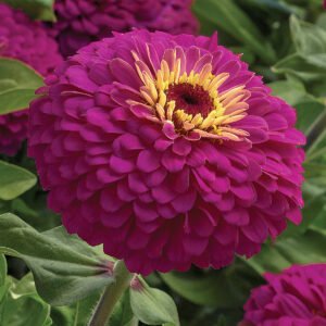 Gvaizdūnė (Zinnia)