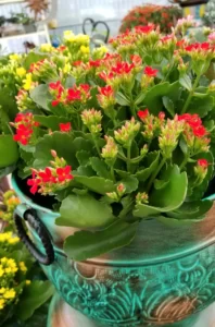 Kalankė (Kalanchoe)