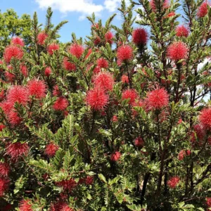Kalistemonas (Callistemon)