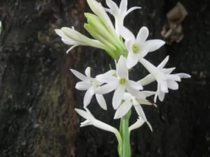 Kvapioji tuberoza (Polianthes tuberosa)