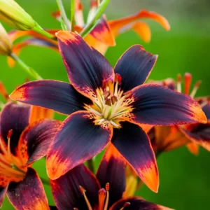 Lelija (Lilium)