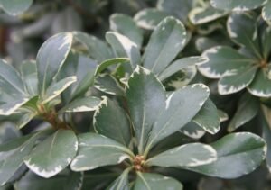 Lipniasėklis (Pittosporum)