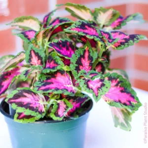 Margenis (Coleus)