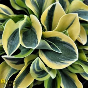 Melsvė (Hosta)