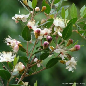 Mirta (Myrtus)