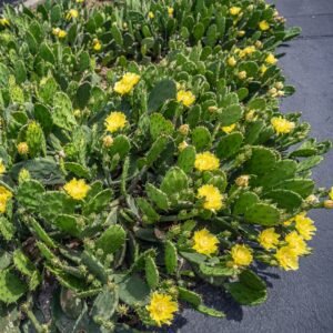 Opuncija (Opuntia)