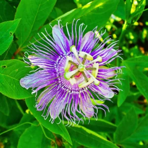 Pasiflora (Kryžiažiedė) - Passiflora