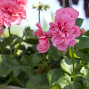 Pelargonijų