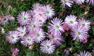 Pluoštagėlė (Mesembryanthemum)