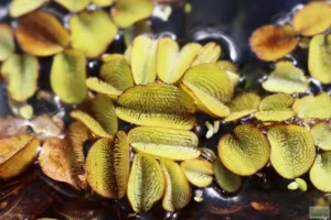 Plūstis (Salvinia)