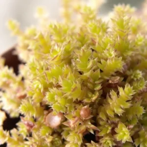 Ripsalis (Rhipsalis)