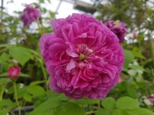 Rožė (Rosa)