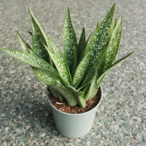 SANSEVJERA (Sansevieria Thunb.)