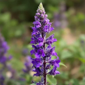 Šalavijų (Salvia)