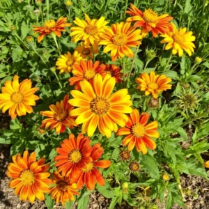 Saulakio (Heliopsis)