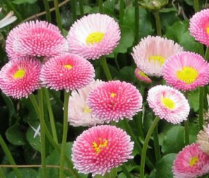 Saulutė (Bellis)