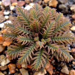 Selaginelės (Selaginella)