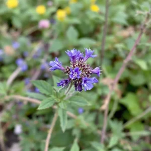 Sėpenė (Caryopteris)