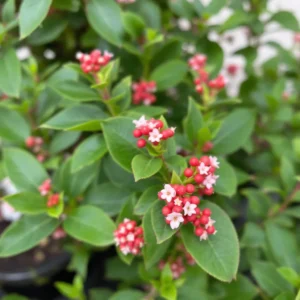 Skimija (Skimmia)