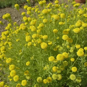 Šlamučių (Helichrysum)