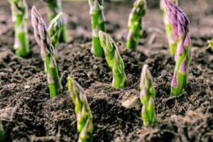 Smidras (Asparagus)
