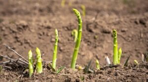 Smidras (Asparagus)