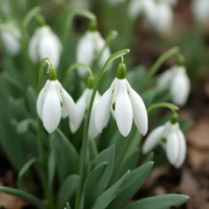 Snieguolė (Galanthus L.)