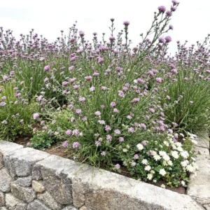 Tikrasis gvazdikas (Dianthus caryophyllus)