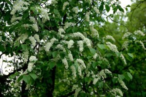 Vaistinės ievos (Prunus laurocerasus)