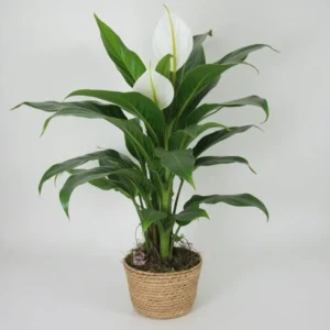 Vėzdūnės (Spathiphyllum)