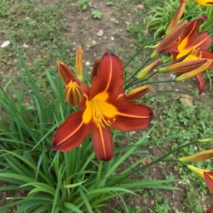 Viendienių (Hemerocallis)