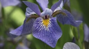 Vilkdalgis (Iris)