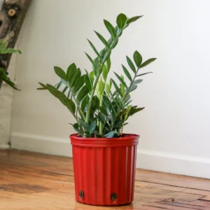 Zamiokulkas (Zamioculcas)