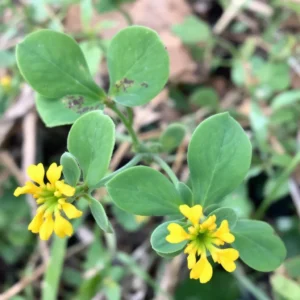 Žemės riešutų (Arachis)