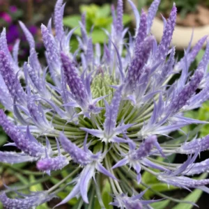 Zunda (Eryngium)