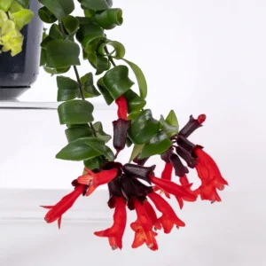 aeschynanthus