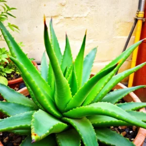 aloe vera dauginimas