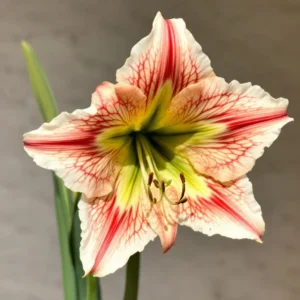 amarilis vazone